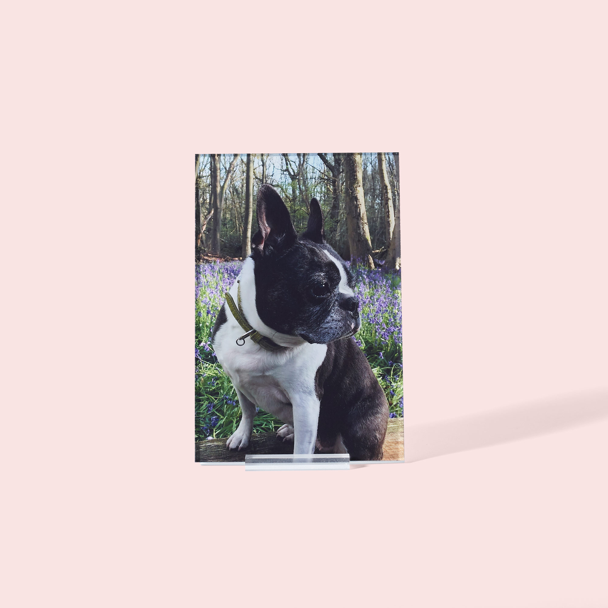 An image of 6" x 4" (15x10cm) Personalised Acrylic Photo Print | By Truprint